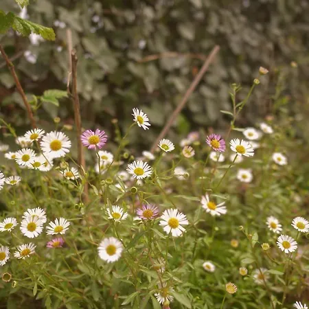 公寓 Burgo Flora 2 *